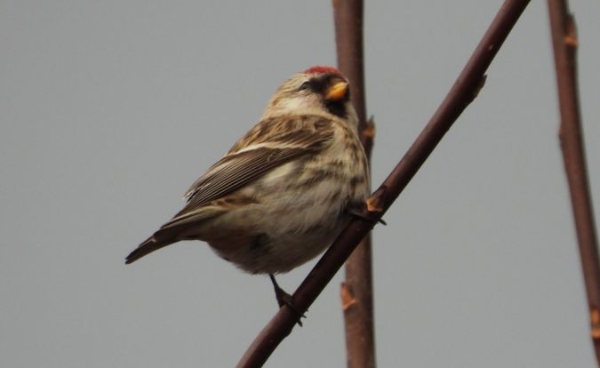 Sizerin flammé (ssp. flammea)  - Jarosław Słowikowski