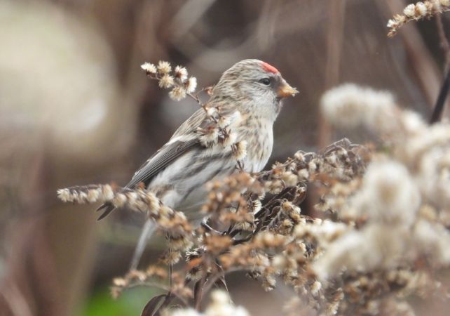 Sizerin flammé (ssp. flammea)  - Jarosław Słowikowski