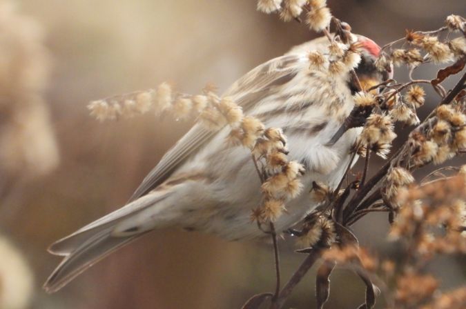 Sizerin flammé (ssp. flammea)  - Jarosław Słowikowski