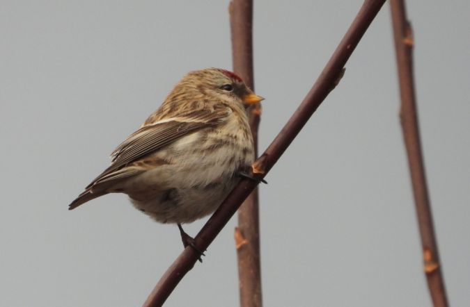 Sizerin flammé (ssp. flammea)  - Jarosław Słowikowski