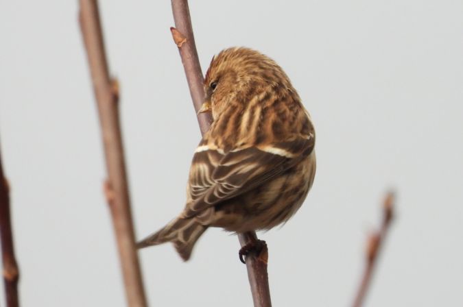 Sizerin flammé (ssp. flammea)  - Jarosław Słowikowski