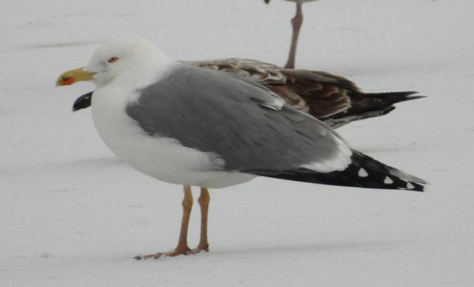 Goéland leucophée  - Jarosław Słowikowski