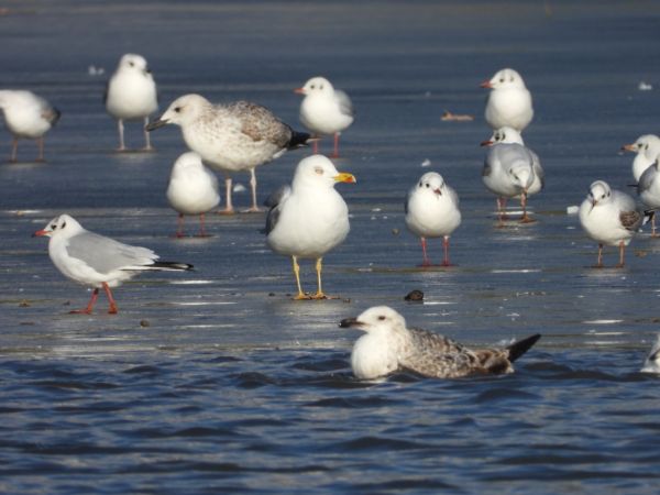 mewa romańska  - Jarosław Słowikowski