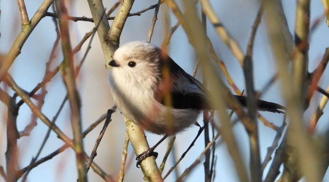 Long-tailed Tit (ssp. europaeus)  - Jarosław Słowikowski