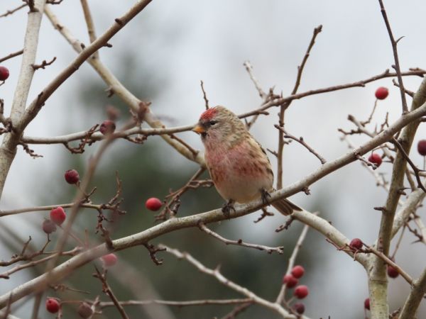 Sizerin cabaret  - Jarosław Słowikowski