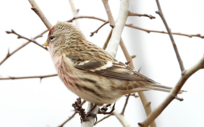 czeczotka brązowa  - Jarosław Słowikowski