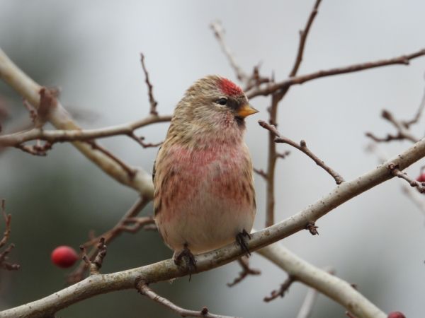 czeczotka brązowa  - Jarosław Słowikowski