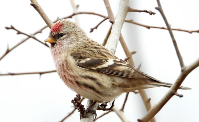 Sizerin cabaret  - Jarosław Słowikowski