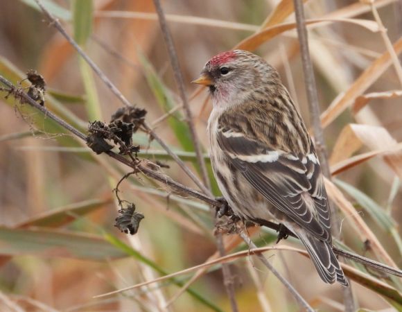 Alpenbirkenzeisig  - Jarosław Słowikowski