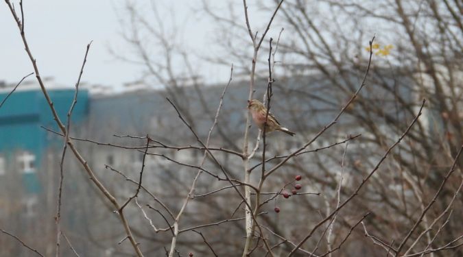 czeczotka brązowa  - Jarosław Słowikowski