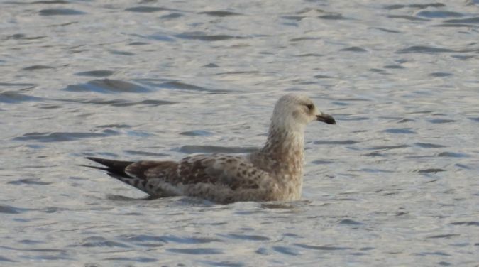 Goéland pontique  - Jarosław Słowikowski
