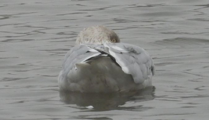 mewa srebrzysta  - Jarosław Słowikowski