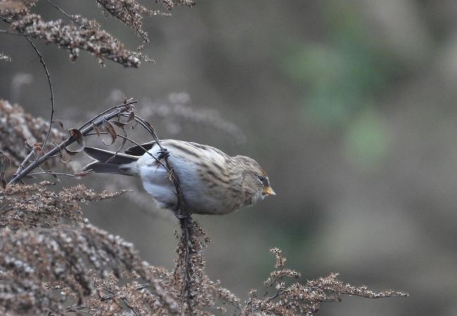 czeczotka  - Jarosław Słowikowski