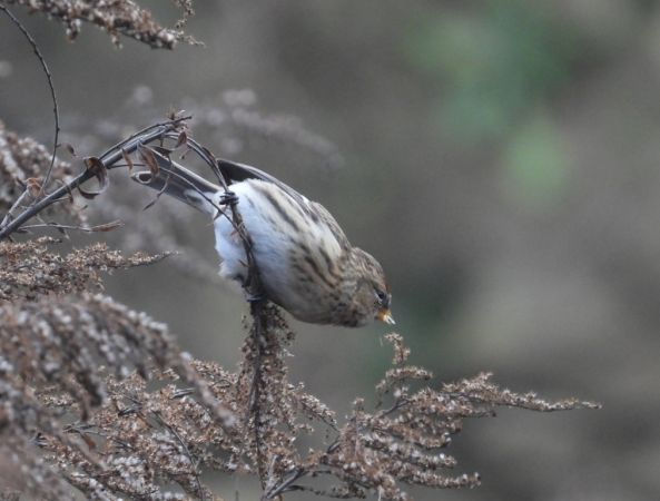 Sizerin flammé (ssp. flammea) 