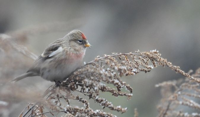 Sizerin flammé (ssp. flammea) 
