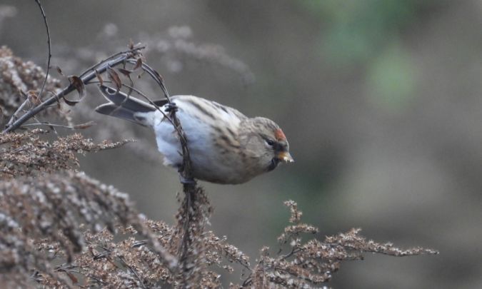 Sizerin flammé (ssp. flammea) 