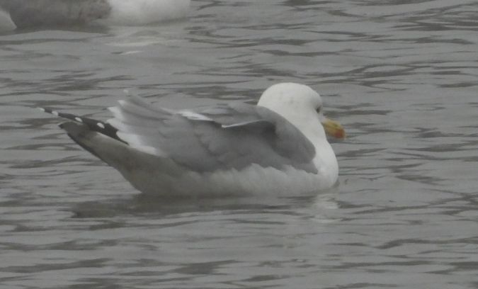 Mittelmeermöwe  - Jarosław Słowikowski