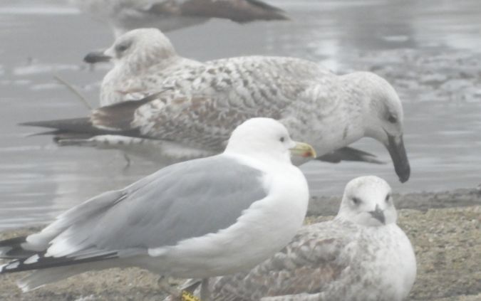 Silbermöwe  - Jarosław Słowikowski