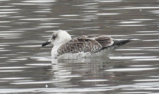 Heringsmöwe  - Jarosław Słowikowski