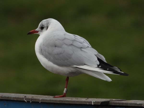 Black-headed Gull  - Jarosław Słowikowski