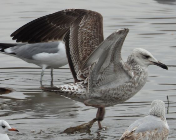 Steppenmöwe  - Jarosław Słowikowski