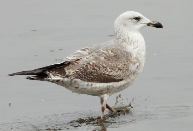 Goéland argenté  - Jarosław Słowikowski