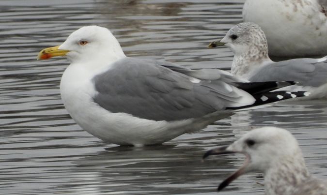 Mittelmeermöwe  - Jarosław Słowikowski