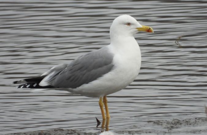 Mittelmeermöwe  - Jarosław Słowikowski
