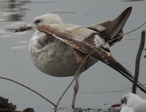 Goéland pontique  - Jarosław Słowikowski