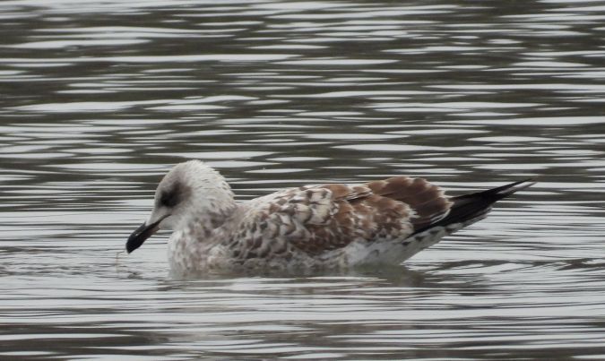 mewa srebrzysta  - Jarosław Słowikowski