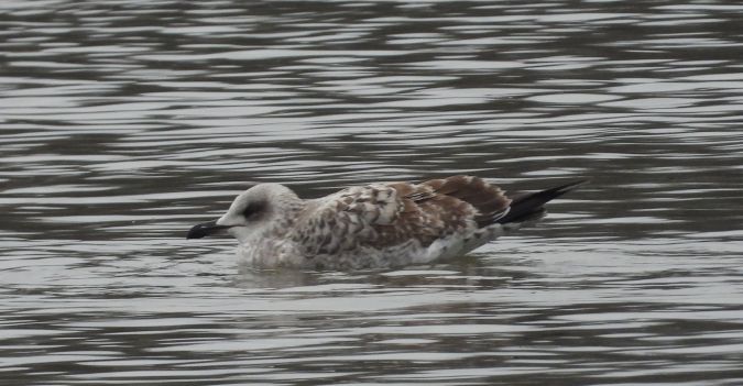 mewa srebrzysta  - Jarosław Słowikowski