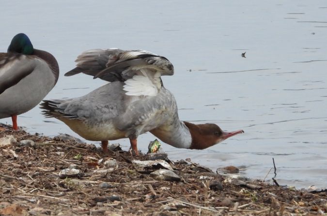 Gänsesäger  - Jarosław Słowikowski