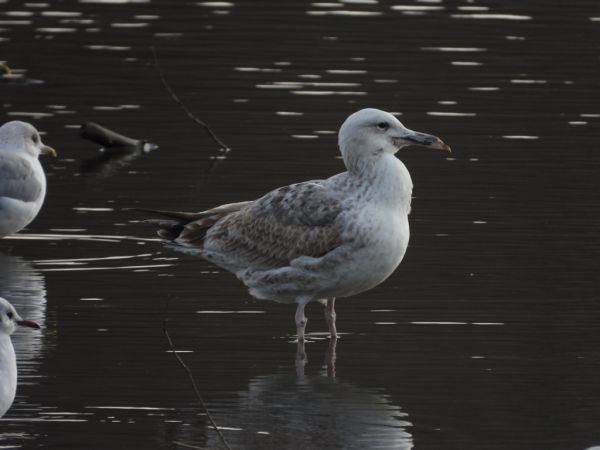 mewa białogłowa  - Jarosław Słowikowski