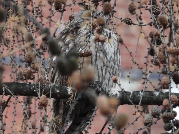Long-eared Owl  - Jarosław Słowikowski