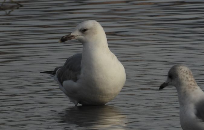mewa białogłowa  - Jarosław Słowikowski