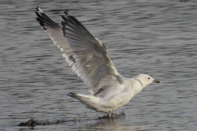 mewa białogłowa  - Jarosław Słowikowski