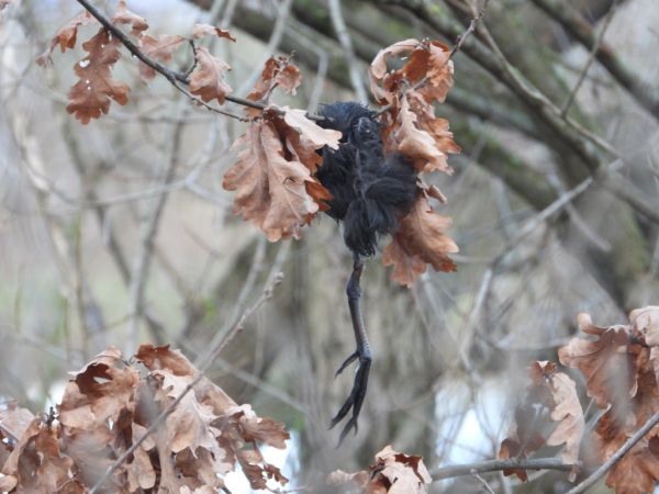 Foulque macroule  - Jarosław Słowikowski