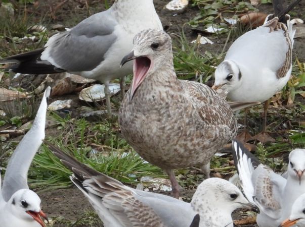 mewa srebrzysta  - Jarosław Słowikowski