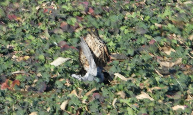 Autour des palombes  - Jarosław Słowikowski