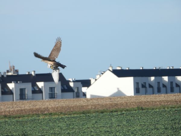 Autour des palombes  - Jarosław Słowikowski