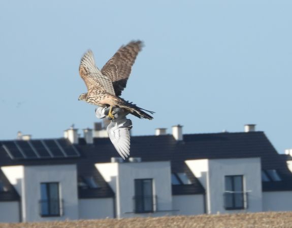 Habicht  - Jarosław Słowikowski