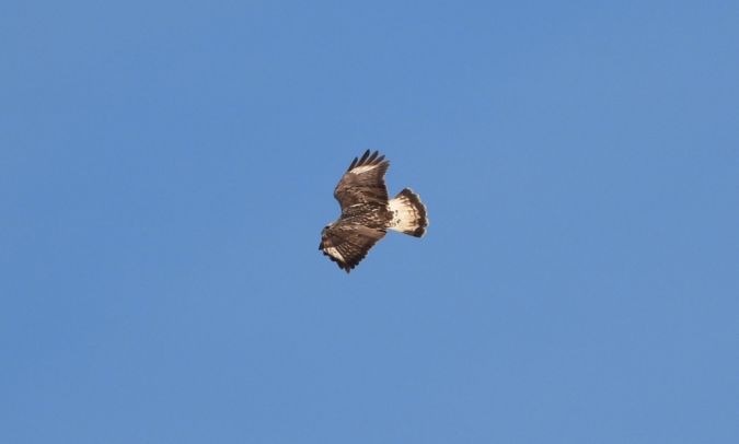 Buse pattue  - Jarosław Słowikowski