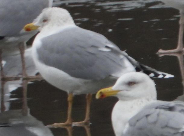 European Herring Gull  - Jarosław Słowikowski