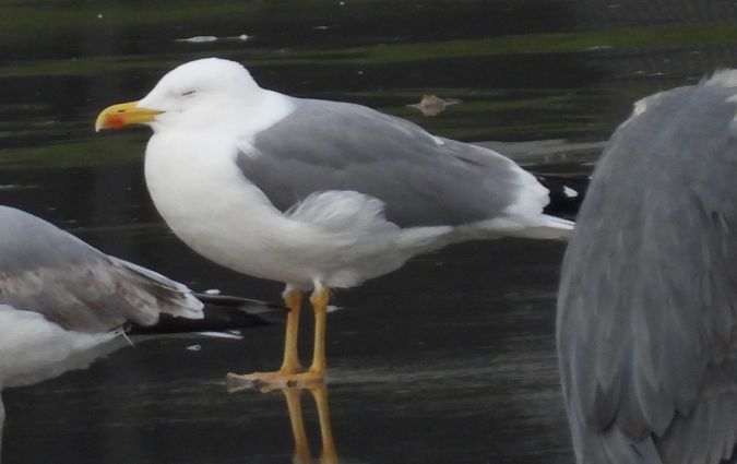 Yellow-legged Gull  - Jarosław Słowikowski