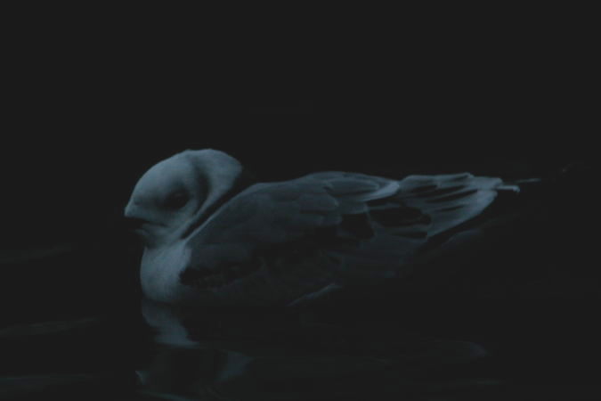 mewa trójpalczasta  - Antoni Życki