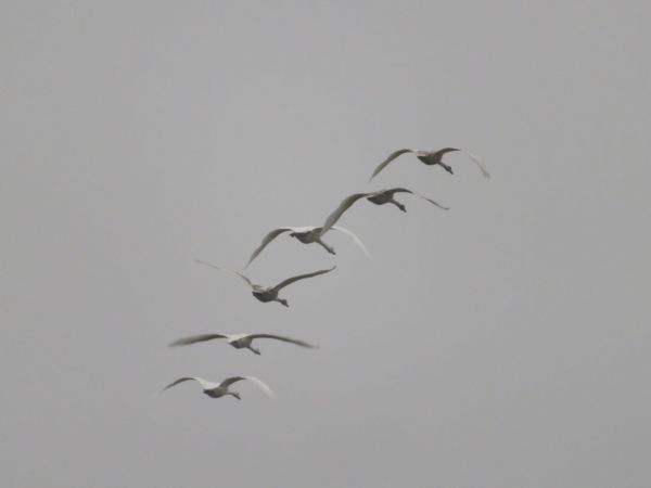 Höckerschwan  - Maria Madej