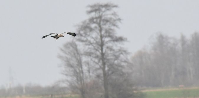 myszołów włochaty  - Jarosław Mydlak