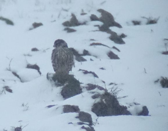 Faucon émerillon  - Jarosław Mydlak