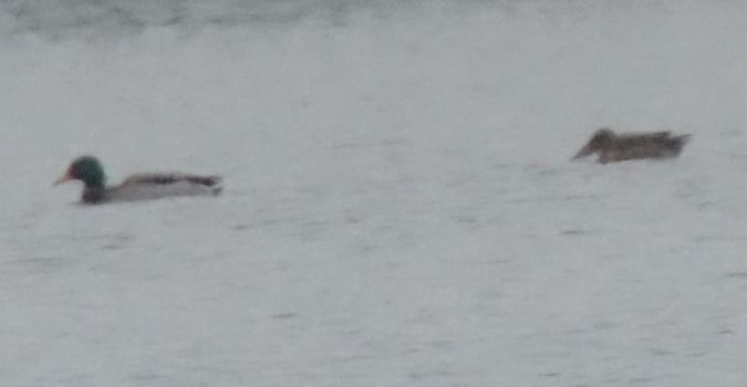 Löffelente  - Jarosław Mydlak