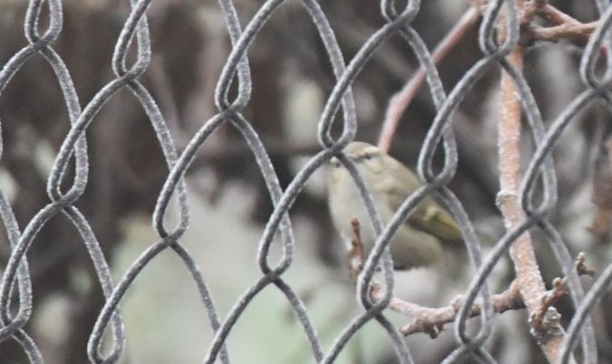 Pouillot de Hume  - Jarosław Mydlak